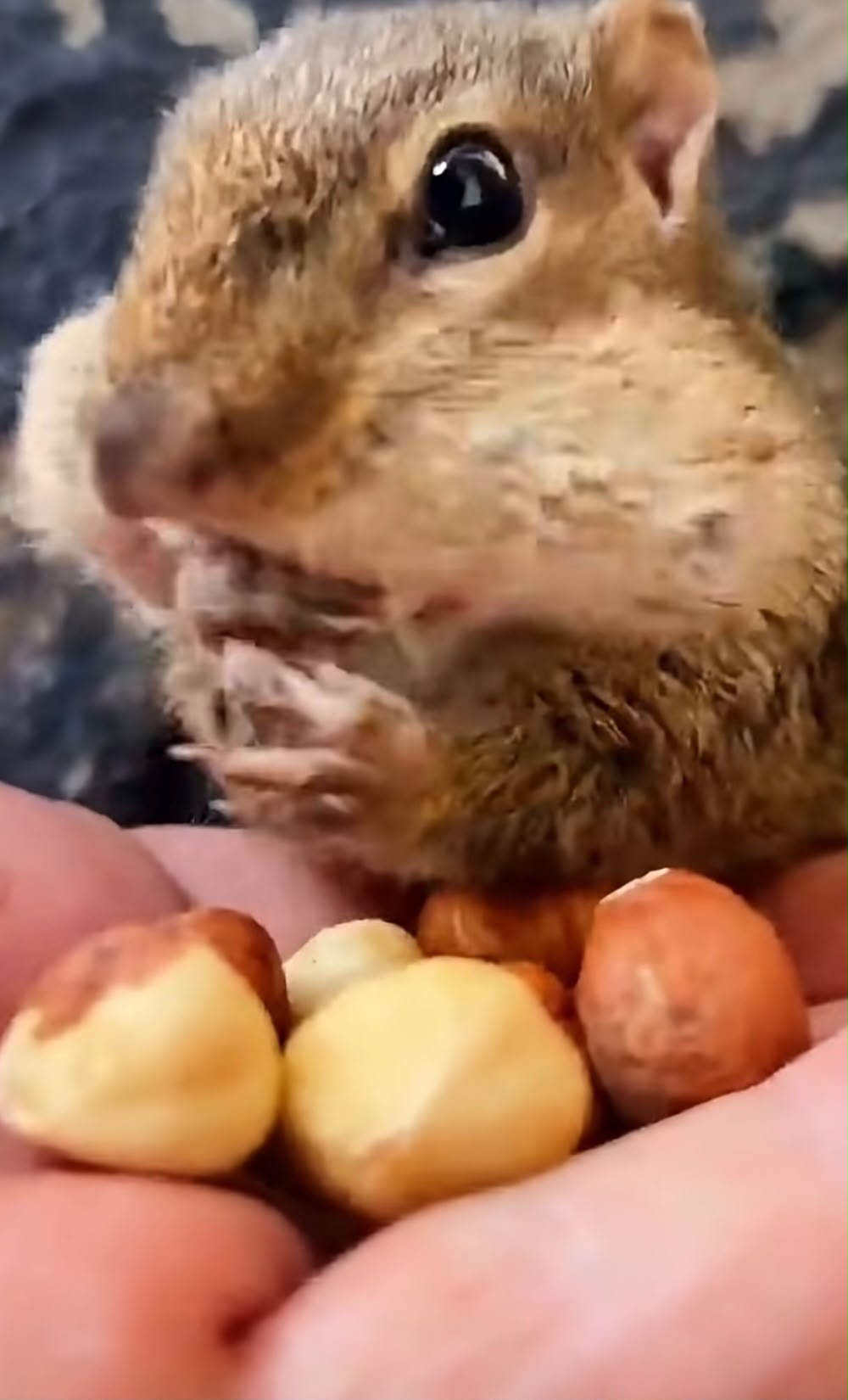 Close-up of the real Squishy with stuffed cheeks