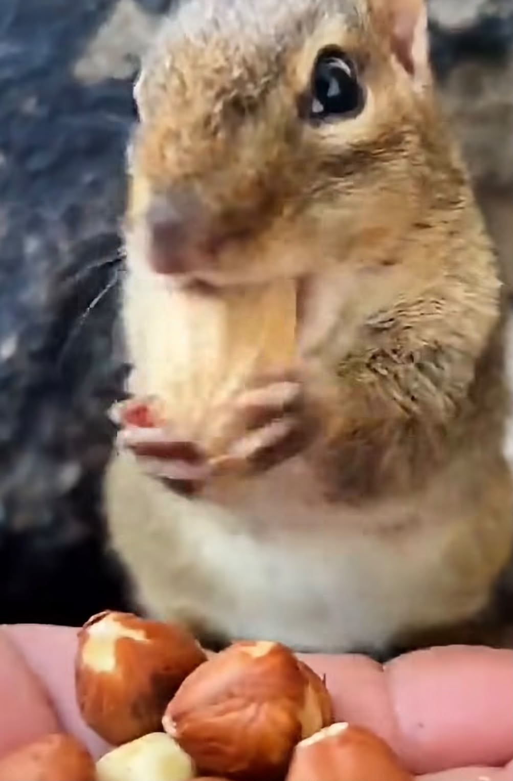 The real Squishy standing up, cheeks full, reaching for a handful of peanuts
